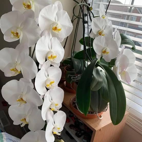Phalaenopsis Sogo Yukidian Orchid Plant