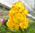 Vanda Boonyarit Pastel Orchid Plant