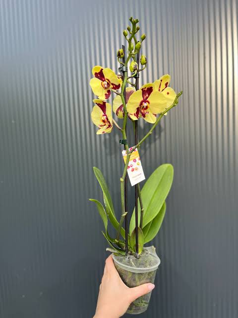 Phalaenopsis Charming Pikachu Orchid Plant
