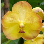 Vanda Boonyarit Pastel Orchid Plant