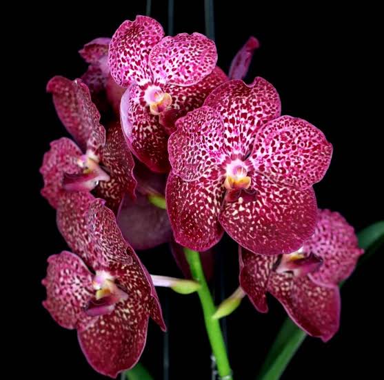 Vanda Kulvadee x Bitz Heartthrob Orchid Plant
