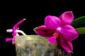 Phalaenopsis Lioulin Red Carpet Orchid Plant
