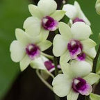 Dendrobiom Jade Junior Hybrid Orchid Plant