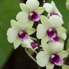 Dendrobiom Jade Junior Hybrid Orchid Plant