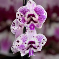 Phalaenopsis Lioulin Pretty Beta Orchid Plant