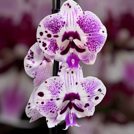Phalaenopsis Lioulin Pretty Beta Orchid Plant