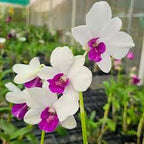 Dendrobiom Big Charming Hybrid Orchid Plant