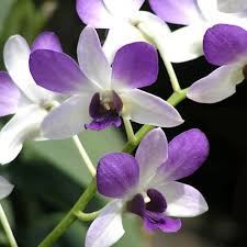 Dendrobiom Aridang Blue Hybrid Orchid Plant