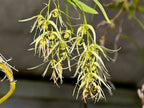 Dendrobium Danudance Spesis Orchid Plant