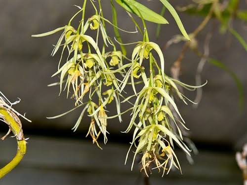 Dendrobium Danudance Spesis Orchid Plant