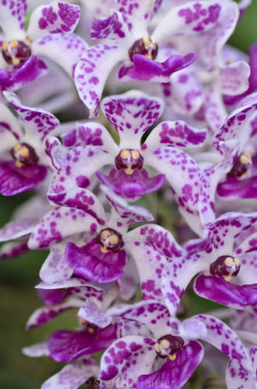 Rhyncostyls Gigantea Ply Orchid Plant