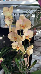 Phalaenopsis Lottery Prince Orchid Plant