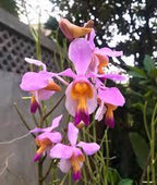 Vanda Teres Spesis Orchid Plant