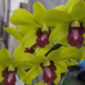 Dendrobiom Burana Jade Hybrid Orchid Plant