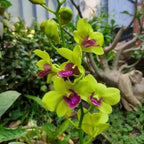 Dendrobiom Burana Jade Hybrid Orchid Plant
