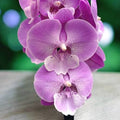 Phalaenopsis Charming Juliet Orchid Plant