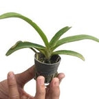 Rhyncostyls Gigantea Ply Orchid Plant