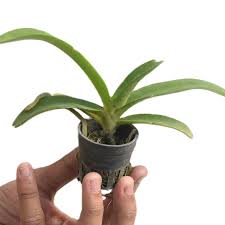 Rhyncostyls Gigantea Ply Orchid Plant