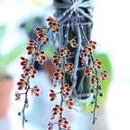 Chiloschista lunifera species Orchid Plant