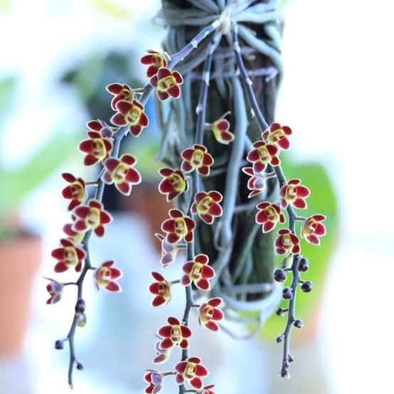 Chiloschista lunifera species Orchid Plant
