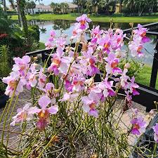 Vanda Teres Spesis Orchid Plant