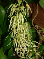 Dendrobium Danudance Spesis Orchid Plant