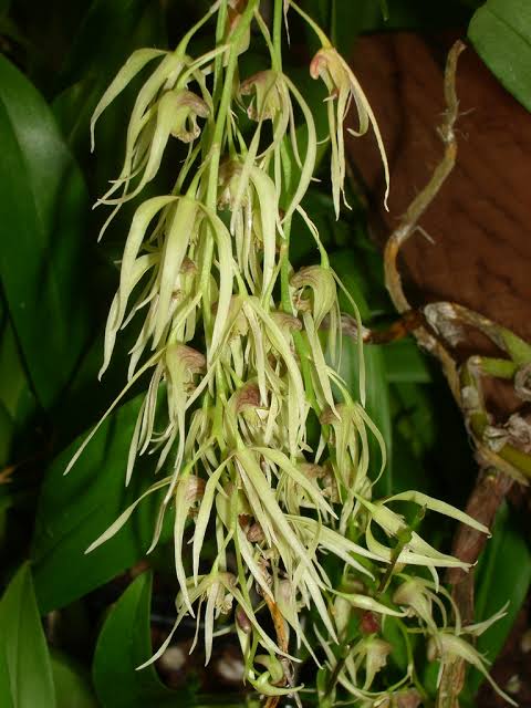 Dendrobium Danudance Spesis Orchid Plant