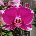 Phalaenopsis Spot Queen Orchid Plant