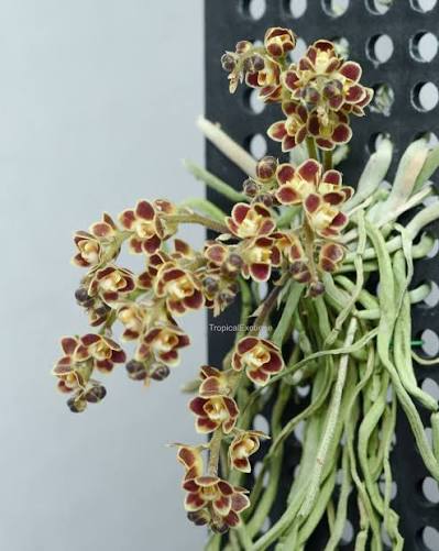 Chiloschista lunifera species Orchid Plant