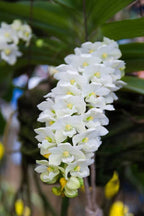 Rhynchostylis gigantea White Orchid Plant