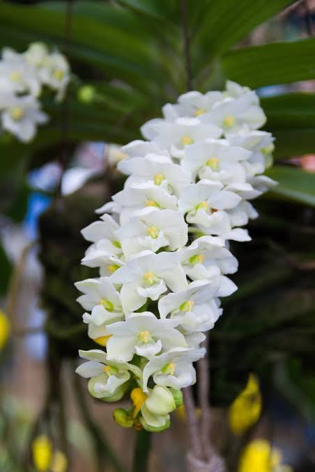 Rhynchostylis gigantea White Orchid Plant