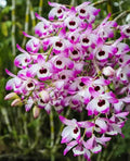 Dendrobium Nobile Orchid Plant