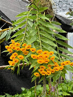 Dendrobium chrysanthum Spesis Orchid Plant