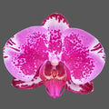 Phalaenopsis Red Lion Orchid Plant