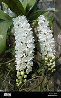 Rhynchostylis gigantea White Orchid Plant