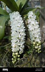 Rhynchostylis gigantea White Orchid Plant
