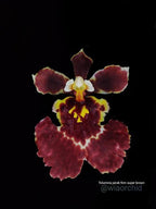 Tolumnia Jairak Firm Crimson Orchid Plant