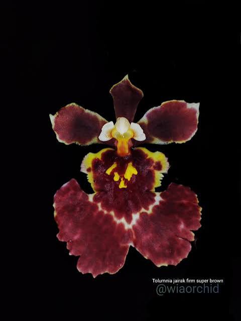 Tolumnia Jairak Firm Crimson Orchid Plant