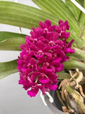 Rhynchostylis gigantea Red Orchid Plant