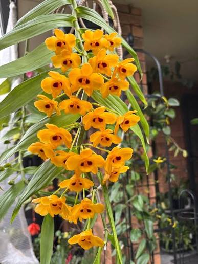 Dendrobium chrysanthum Spesis Orchid Plant