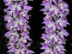 Aerides Rosea Spesis Orchid Plant