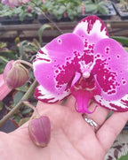 Phalaenopsis Red Lion Orchid Plant