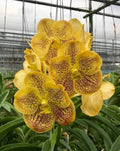 Vanda Varut Leopard Orchid Plant