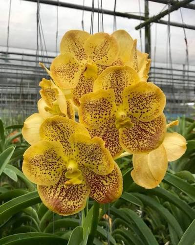 Vanda Varut Leopard Orchid Plant