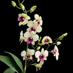 Dendrobiom Jade Junior Hybrid Orchid Plant