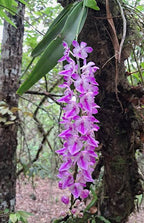 Aerides Rosea Spesis Orchid Plant