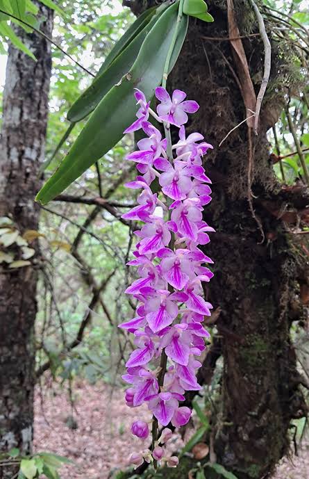 Aerides Rosea Spesis Orchid Plant