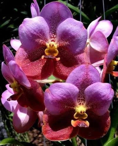 Vanda Taweesuk x Tubtim Orchid Plant