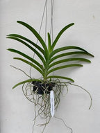 Vanda Taweesuk x Tubtim Orchid Plant