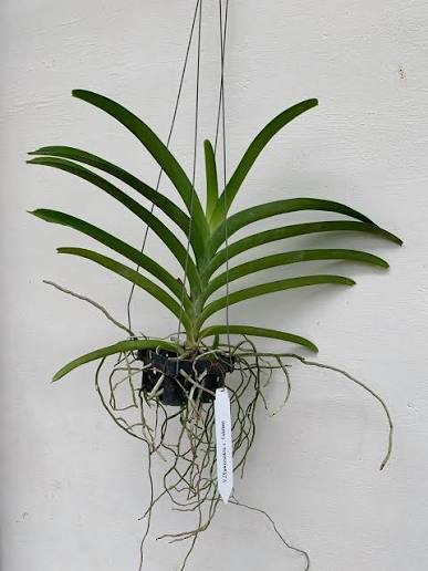 Vanda Taweesuk x Tubtim Orchid Plant